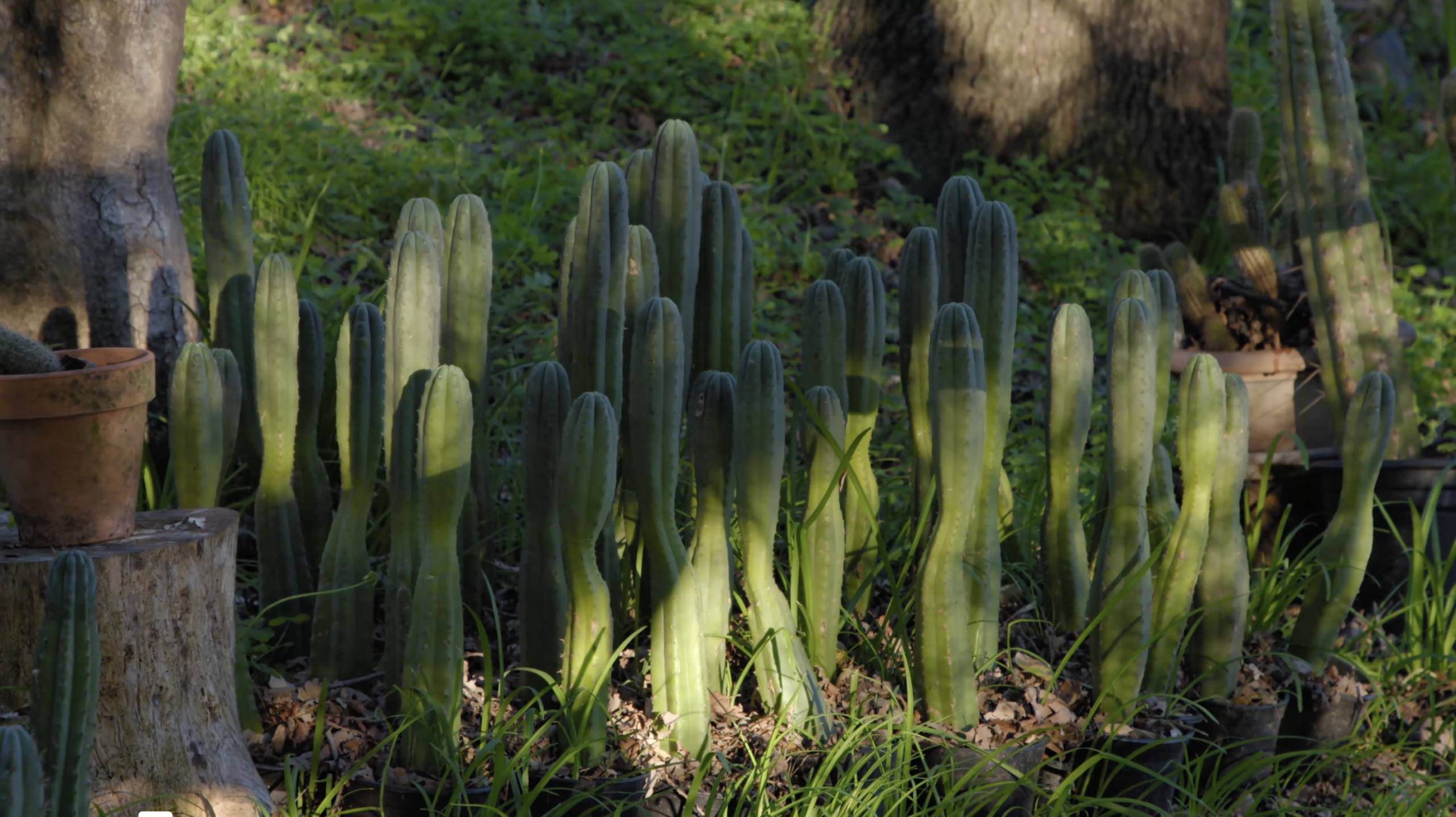 Blog Post Image 2 Cacti